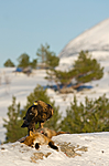 BB 10 0020 / Aquila chrysaetos / Kongeørn <br /> Vulpes vulpes / Rødrev